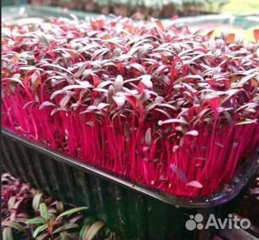 Семена для микрозелени