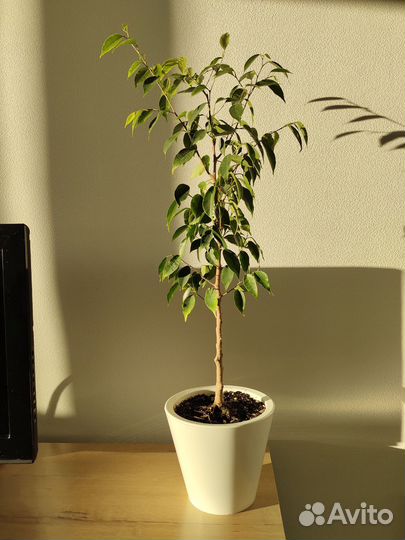 Фикус бенджамина Анастасия