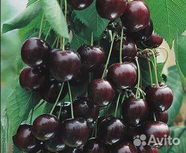 Продам яблоки