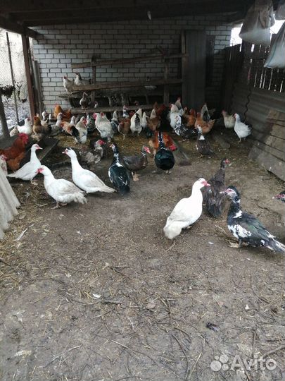 Утки шипуны