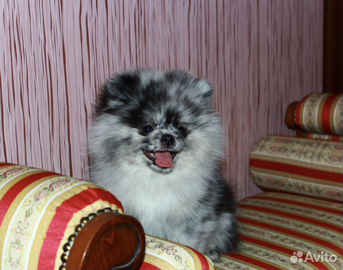 Шпиц мальчик