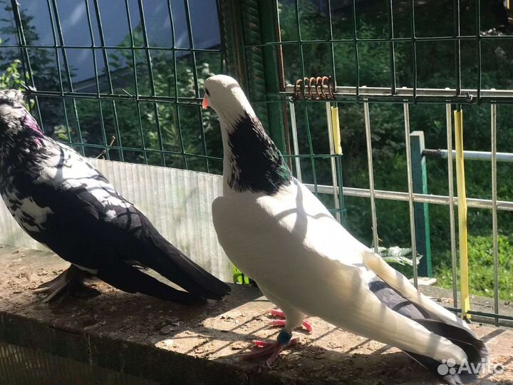 Пойманные голуби