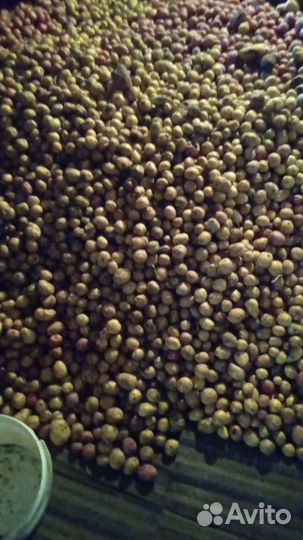 Картофель мелкий на корм