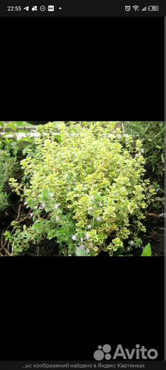 Тимьян (чабрец). Медуница