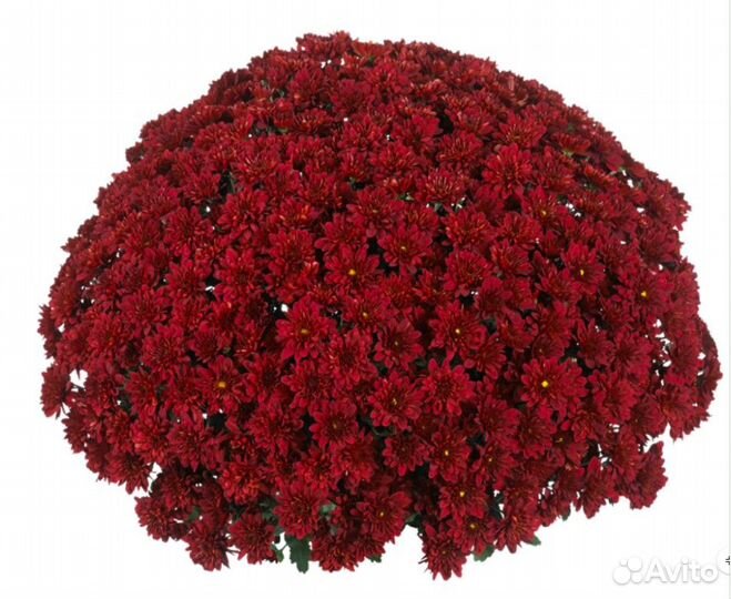 Хризантема Мультифлора, Корейская