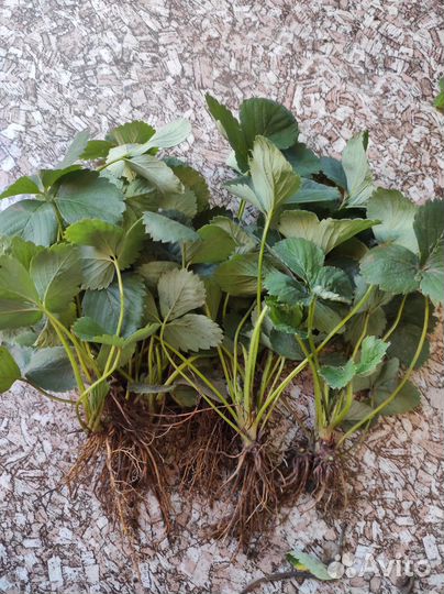 Рассада ремонтантной клубники,просто клубники