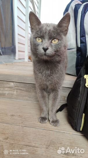 Котейка бобтейл