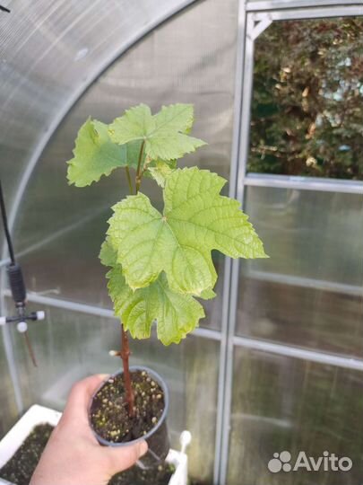 Саженцы винограда сорт 