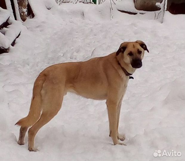 Собака ищет дом