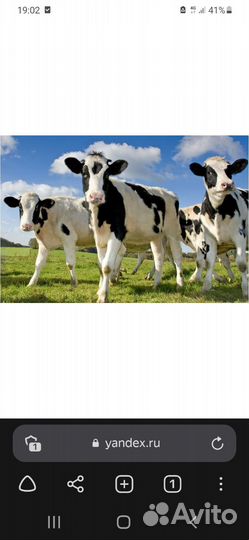 Телки, нетели