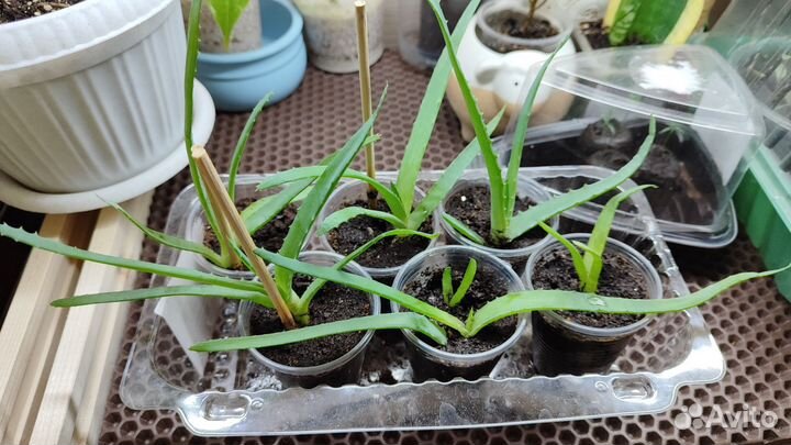 Столетник. Похож на алоэ. Детки (обмен, выкуп)