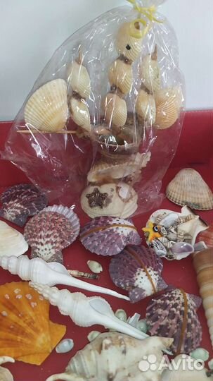 Ракушки раковины