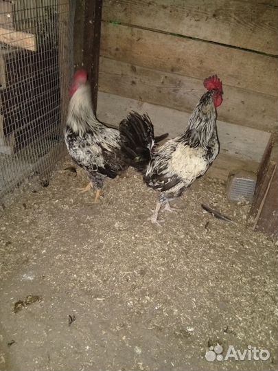 Петухи маладой
