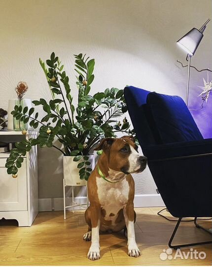 Передержка собаки дома VIP