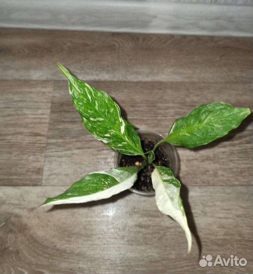 Спатифиллум Джемини