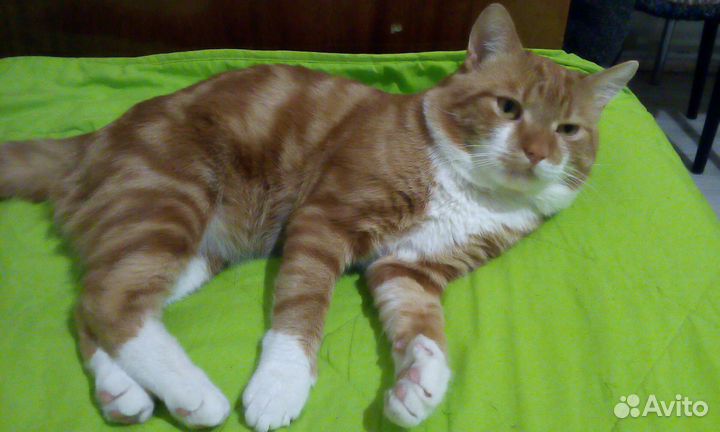 Подарю кота