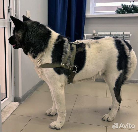 Груминг кошек и собак