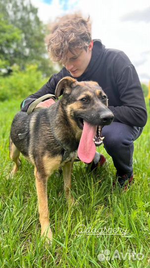 Собака из приюта. Можно в квартиру