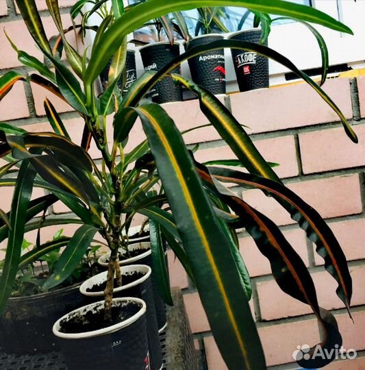 Кодиеум (Кротон)