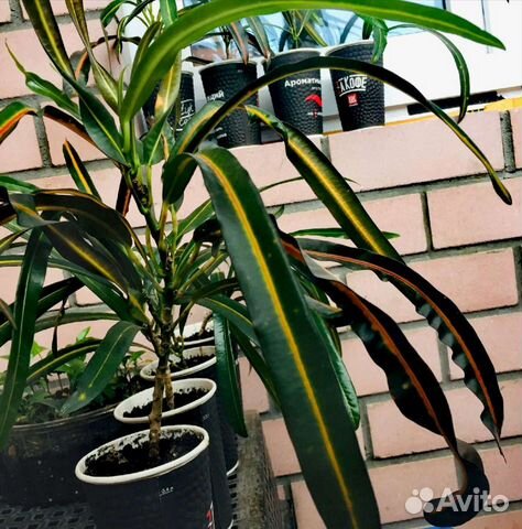 Кодиеум (Кротон)