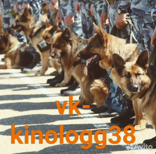 Дрессировка собак