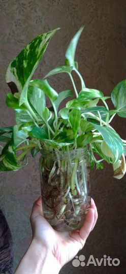 Черенки сциндапсус вериегатный