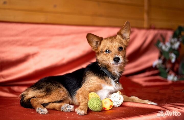 Уютная диванная собачка в дар