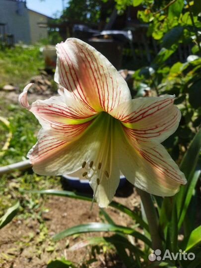 Гиппиаструм,амориллис