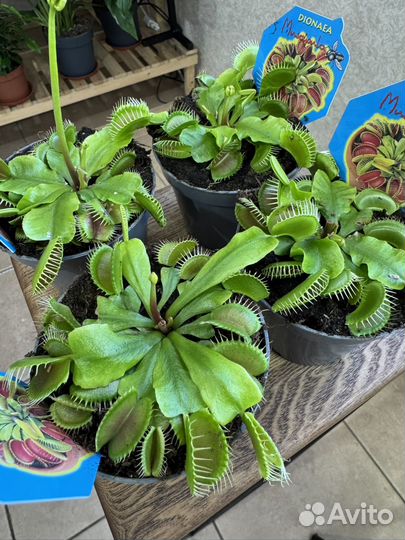 Дионея мухоловка - хищник