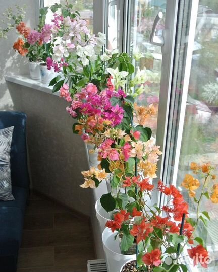 Укорененные черенки бугенвиллии