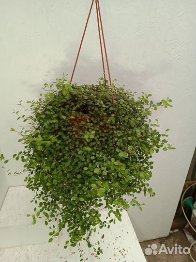 Мюленбекия спутанная (кашпо 3.2л)