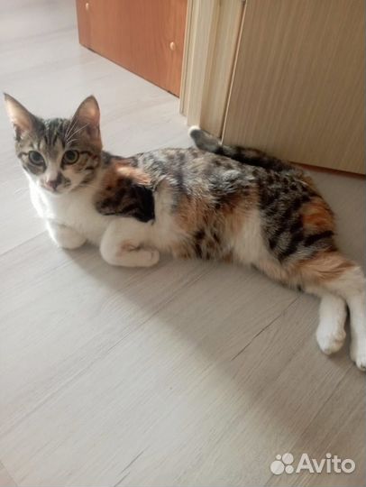 Кошки в добрые руки бесплатно