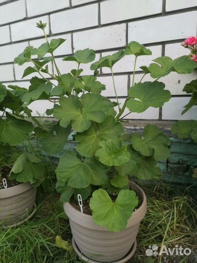 Пеларгония герань