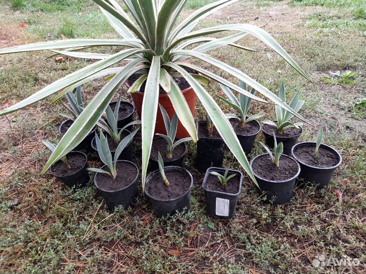 Агава, детки