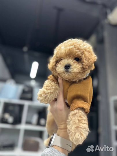 Тедди мальтипу F1 корея и китай