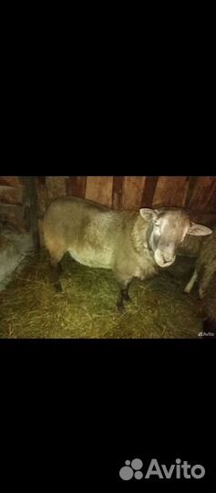 Овцы бараны катумы