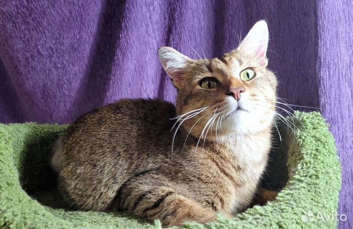 Разговорчивый красавец кот