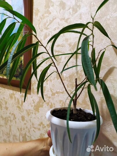 Комнатные растения