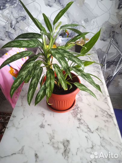 Комнатные домашние растения