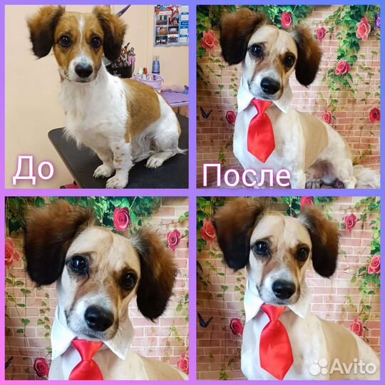 Стрижка собак и кошек