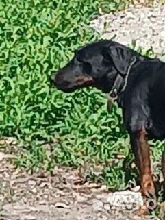 Вязка ягдтерьера