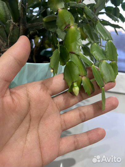 Цветок декабрист