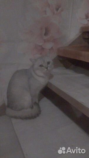 Шотландский котик