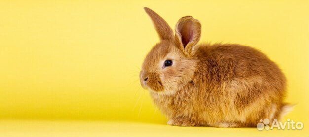 Мини карликовый кролик