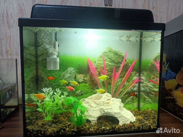 Аквариум 20л со всем содержимым