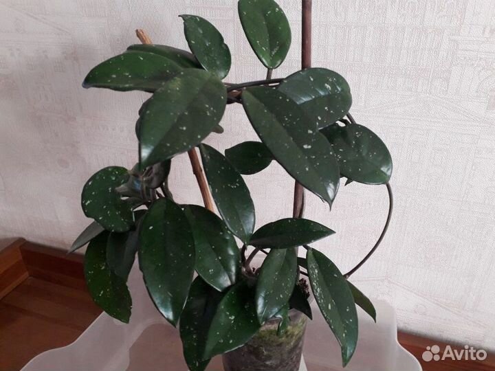 Продаю хойю карноза