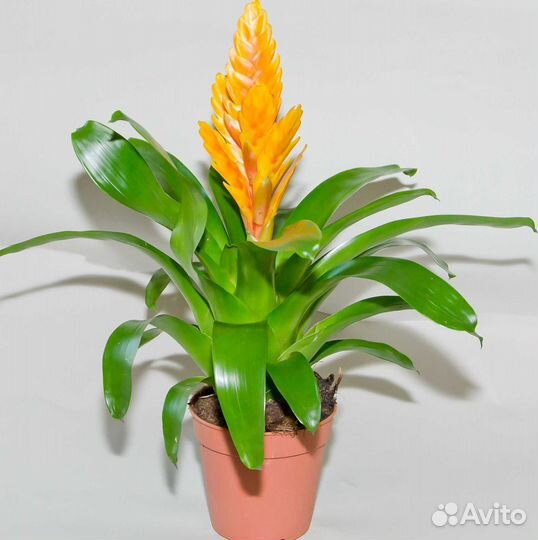 Вриезия,лимон