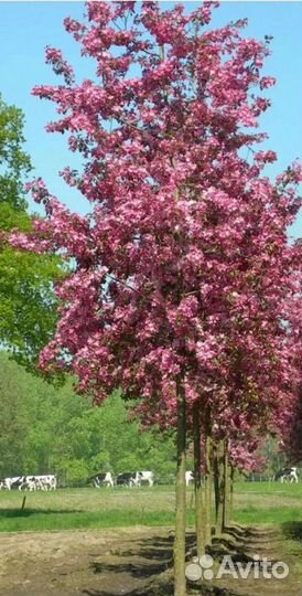 Яблоня декоративная