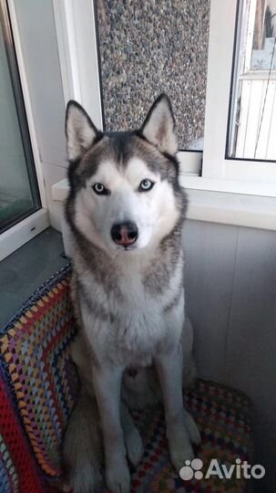 Потерялась собака