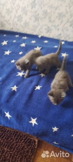 Британская